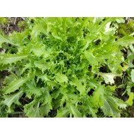 Endive 'Green Curled Ruffec' Seeds (Certified Organic)