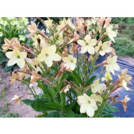 Flowering Tobacco, Lime Green and White Mix Seeds (Certified Organic)