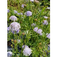 Blue Lace Flower Seeds (Certified Organic)