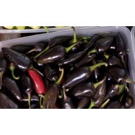 Hot Pepper ‘Purple Jalapeno’ Seeds (Certified Organic)