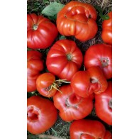 Tomato 'Sicilian Saucer' Seeds (Certified Organic)