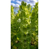 Bells of Ireland Seeds (Certified Organic)