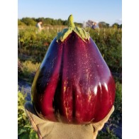 Eggplant 'Black Beauty' Seeds (Certified Organic) 