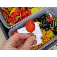 Hot Pepper ‘Inca Berry’ Seeds (Certified Organic)