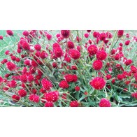 Globe Amaranth ‘Strawberry Fields’ Seeds (Certified Organic)