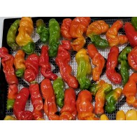 Hot Pepper ‘Red Peter’ Seeds (Certified Organic)