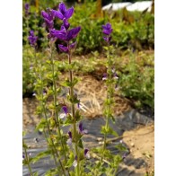 Salvia 'Blue Denim' Seeds (Certified Organic)