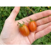 Tomato 'Cherry Roma Grape' Seeds (Certified Organic)