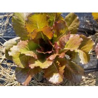 Lettuce 'Merveille des Quatre Saisons' Seeds (Certified Organic)