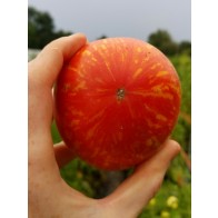 Tomato 'Roughwood Golden Tiger' Seeds (Certified Organic)