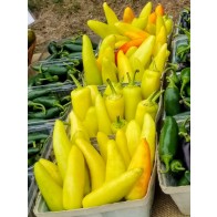 Hot Banana Pepper 'Hungarian Yellow Wax' Seeds (Certified Organic)