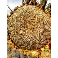 Sunflower 'Mammoth Grey Stripe' Seeds (Certified Organic)