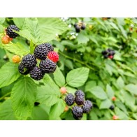 Wild Black Raspberry Plant (4