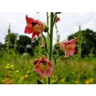 Flowering Tobacco 'Big Mouth' Seeds (Certified Organic)