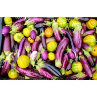 Eggplant ‘Tsakoniki’ Seeds (Certified Organic)