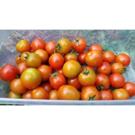 Tomato 'Sakura F2' Seeds (Certified Organic)