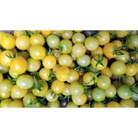 Tomato 'Snow White' Seeds (Certified Organic)
