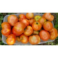 Tomato 'Mountain Princess' Seeds (Certified Organic)