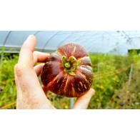 Tomato 'Dark Galaxy' Seeds (Certified Organic)