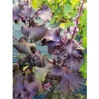 Purple-Red Shiso Seeds (Certified Organic)