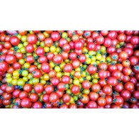 Tomato 'Sweet Pea Currant' Seeds (Certified Organic)