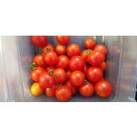 Tomato 'Tommy Toe' Seeds (Certified Organic)