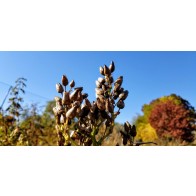 Flowering Tobacco 'Hot Chocolate' Seeds (Certified Organic)