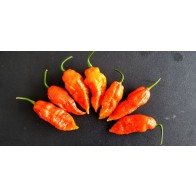 Hot Pepper ‘Bhut Jolokia' AKA 'Ghost Pepper’ Seeds (Certified Organic)
