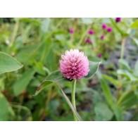 Globe Amaranth ‘Pastel Purple’ Seeds (Certified Organic)