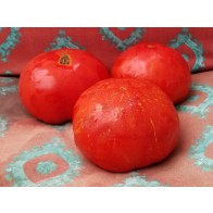 Tomato 'Giant Belgium' Seeds (Certified Organic)