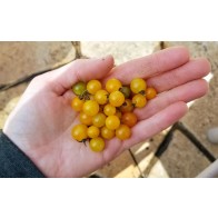 Tomato 'Gold Rush Currant' Seeds (Certified Organic)