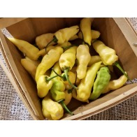 Hot Pepper ‘White Devil's Tongue’ Seeds (Certified Organic)