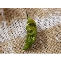 Hot Pepper ‘Bhut Jolokia (Ghost) Solid Gold' Seeds (Certified Organic)