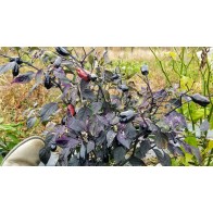 Hot Pepper 'Scarlett's Chili Variegated' Seeds (Certified Organic)
