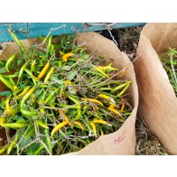 Hot Pepper ‘Yellow Thai’ Seeds (Certified Organic)