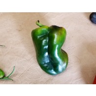 Hot Pepper 'Ancho San Luis Poblano' Seeds (Certified Organic)