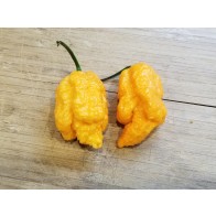 Hot Pepper ‘Peach Carolina Reaper' Seeds (Certified Organic)