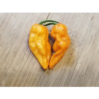 Hot Pepper ‘Bih Jolokia x Sugar Rush Peach - Yellow Variant' Seeds (Certified Organic)
