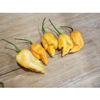 Hot Pepper 'Jay's Peach Ghost Scorpion' Seeds (Certified Organic)