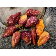 Hot Pepper ‘7 Pot Bubblegum (BBG7) Dream' Seeds (Certified Organic)