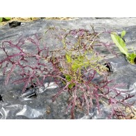 Mustard 'Red Frills' Seeds (Certified Organic)