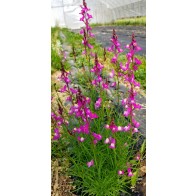 Toadflax 'Northern Lights' Seeds (Certified Organic)