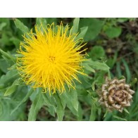 Yellow Basket Flower Seeds (Certified Organic)