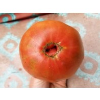 Tomato 'Sara Black' Plant (4