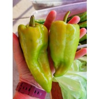 Hot Pepper ‘Beaver Dam’ Seeds (Certified Organic)