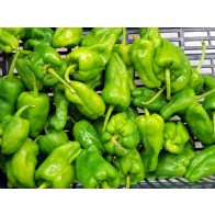 Hot Pepper ‘Pimiento de Padron’ Seeds (Certified Organic)