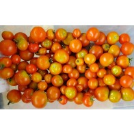 Tomato 'Small Red Cherry' Seeds (Certified Organic)