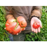 Tomato 'Bear Claw' Seeds (Certified Organic)