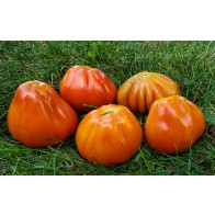 Tomato 'Italian Red Pear' Seeds (Certified Organic)