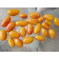 Tomato 'Blush' Seeds (Certified Organic)